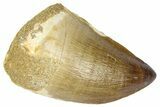 Fossil Mosasaur (Thalassotitan) Tooth - Morocco #364160-1